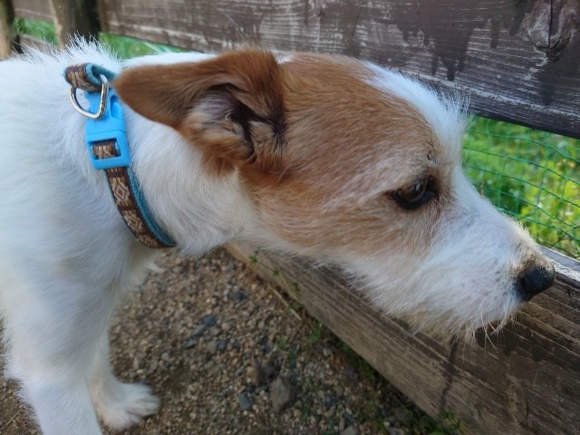 大阪市内の老犬ホーム