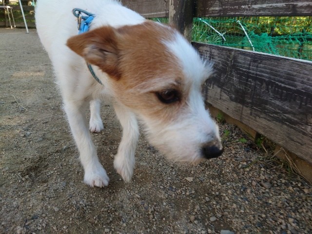 京都の老犬ホーム