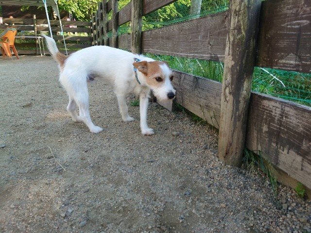 老犬ホーム京都