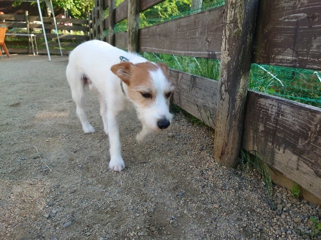 老犬ホーム