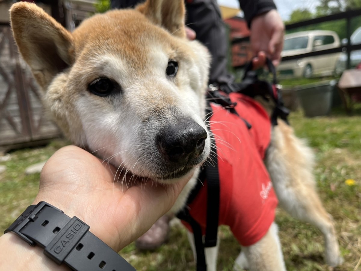 大阪の老犬ホーム