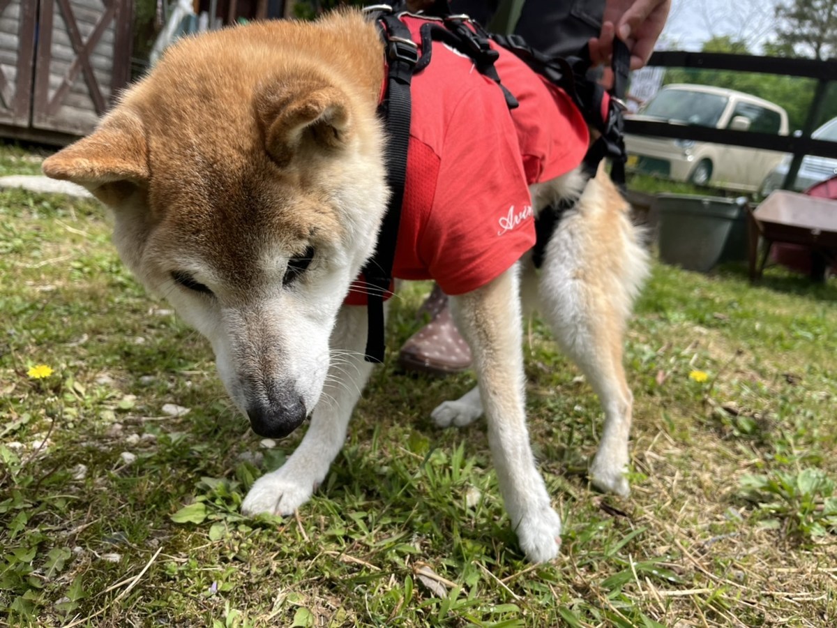 老犬ホーム大阪