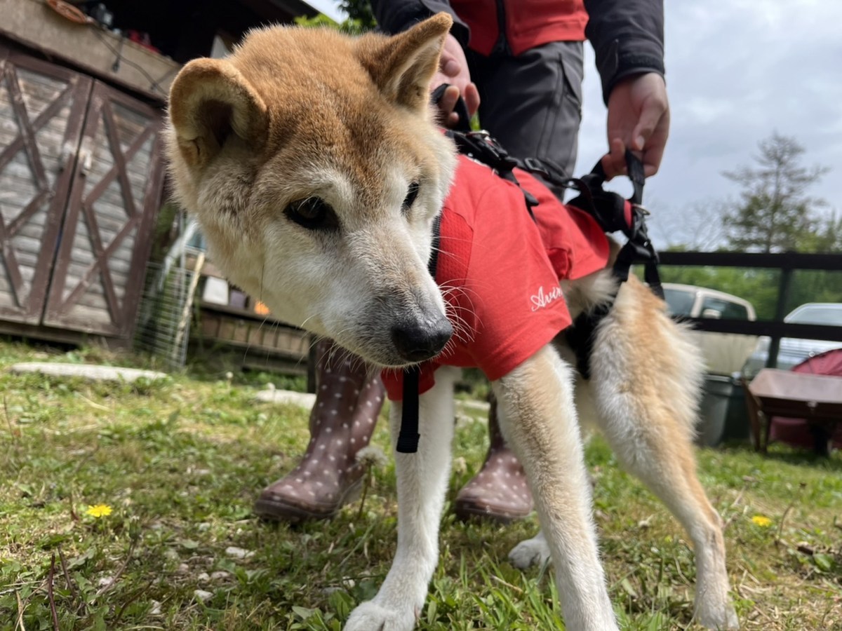 大阪市内の老犬ホーム