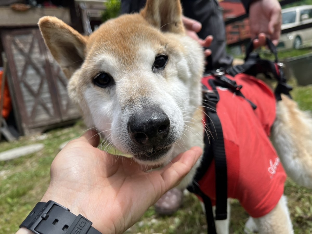 老犬ホーム