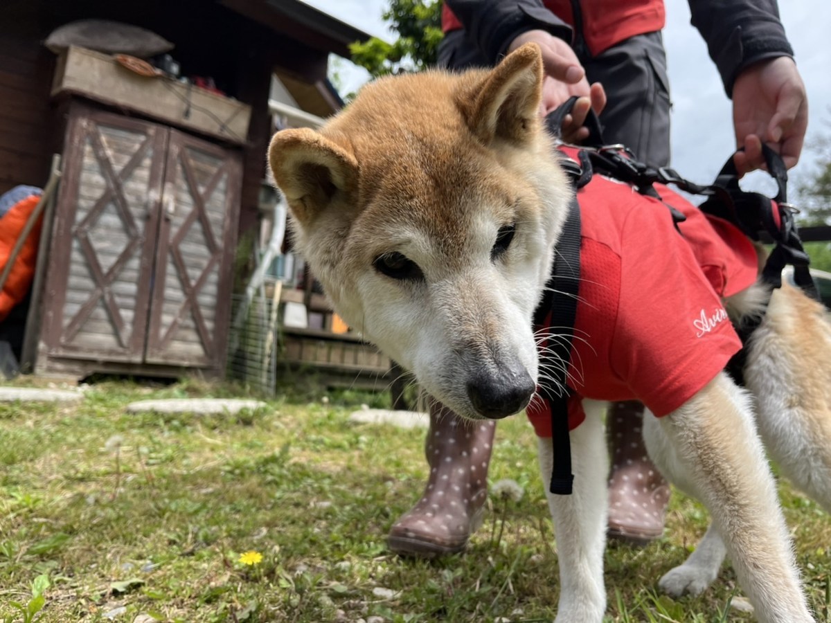 安い老犬ホーム