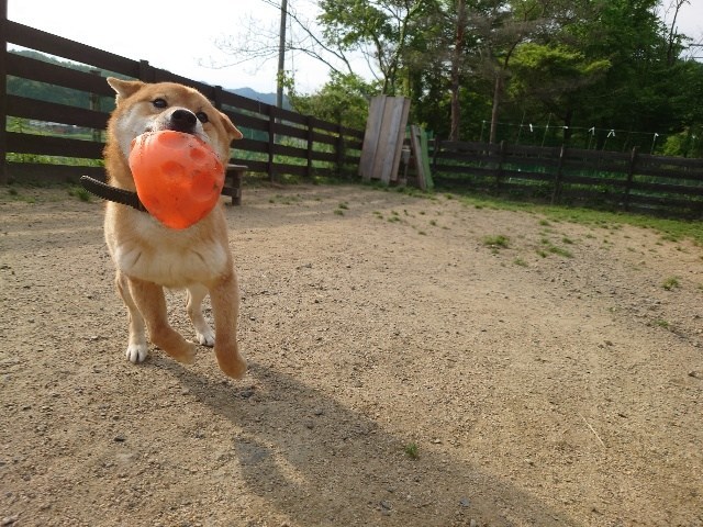 大阪の老犬ホーム
