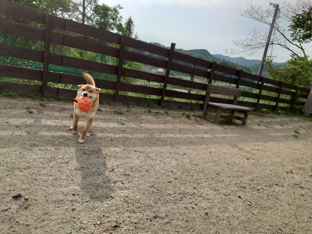 ドッグホテル京都