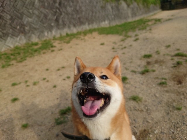 大阪の老犬ホーム