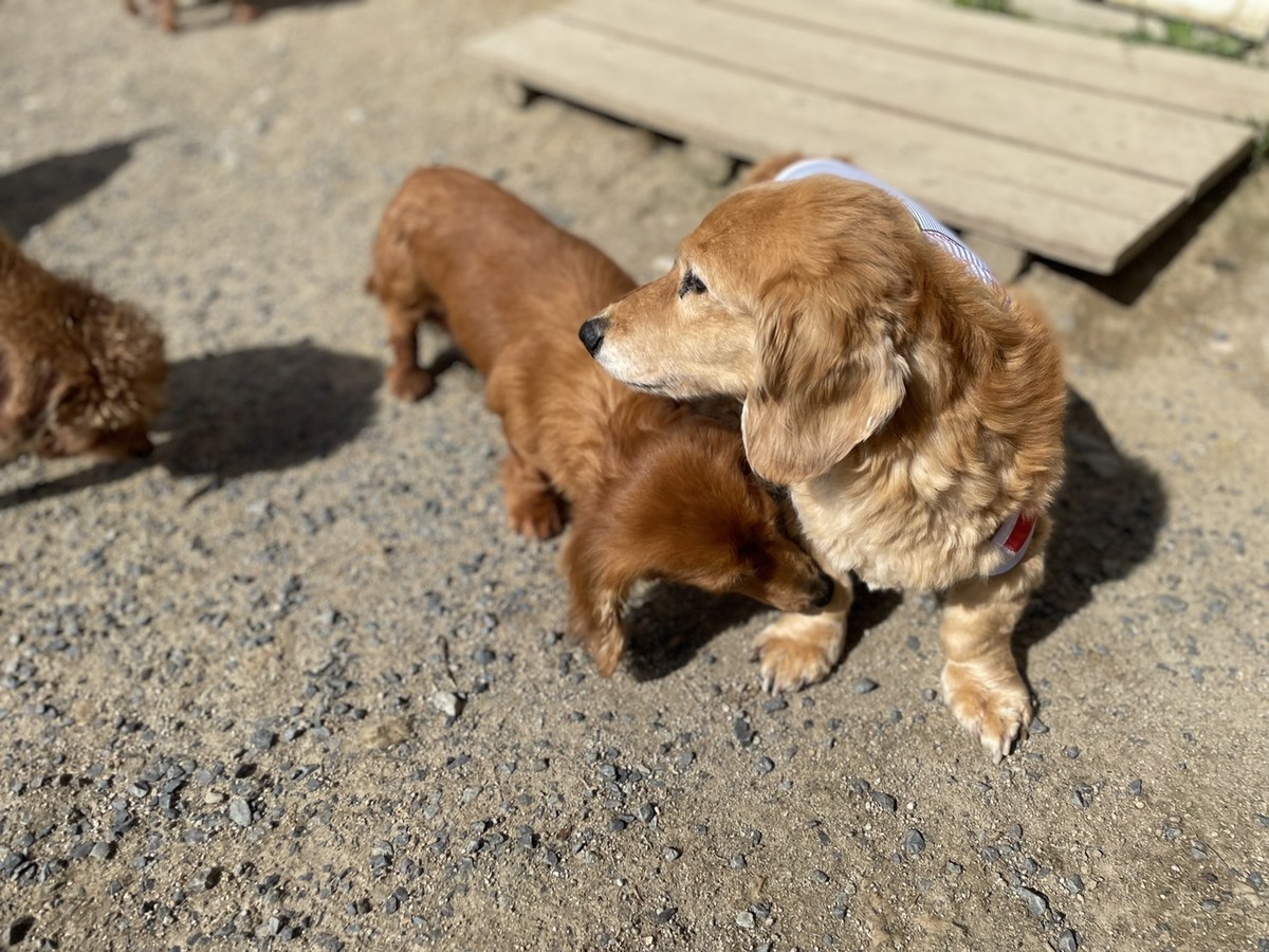 ドッグホテル京都