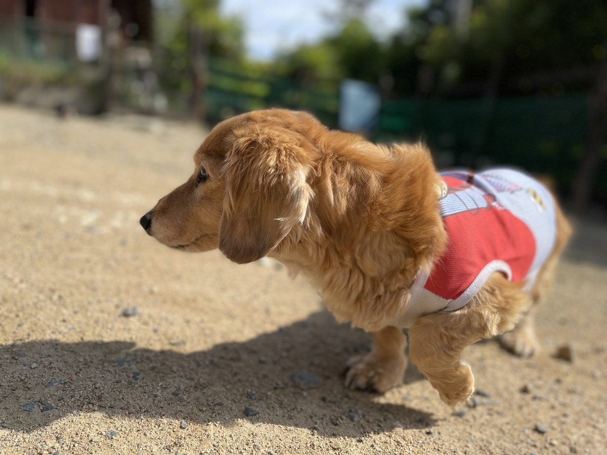 老犬ホーム大阪