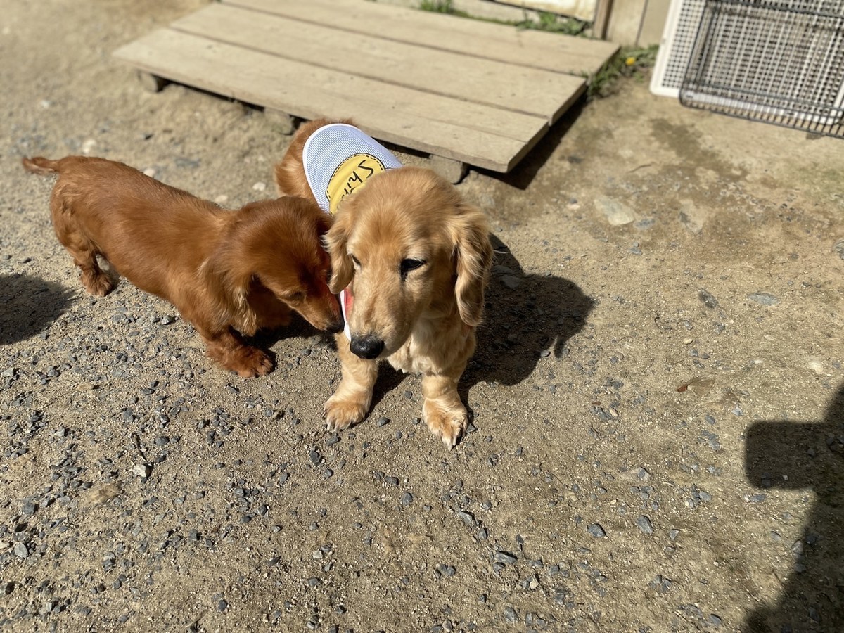 京都のドッグラン