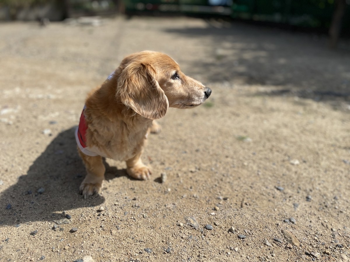 ドッグラン京都