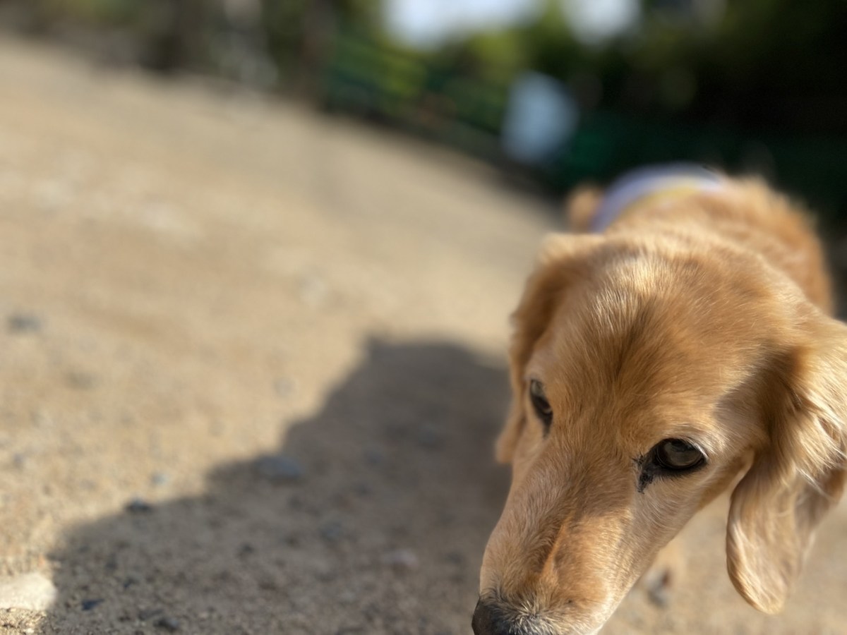 大阪の老犬ホーム