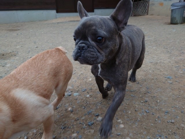 京都の老犬家