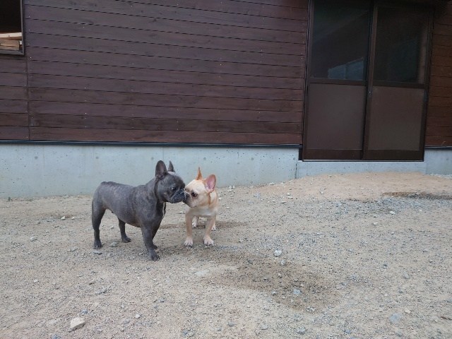 老犬家大阪