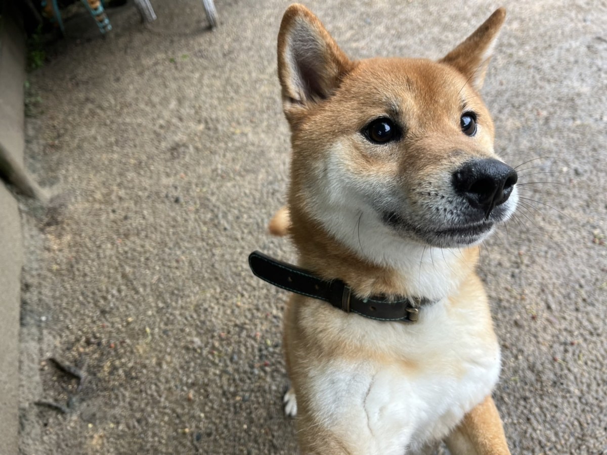 大阪の老犬ホーム