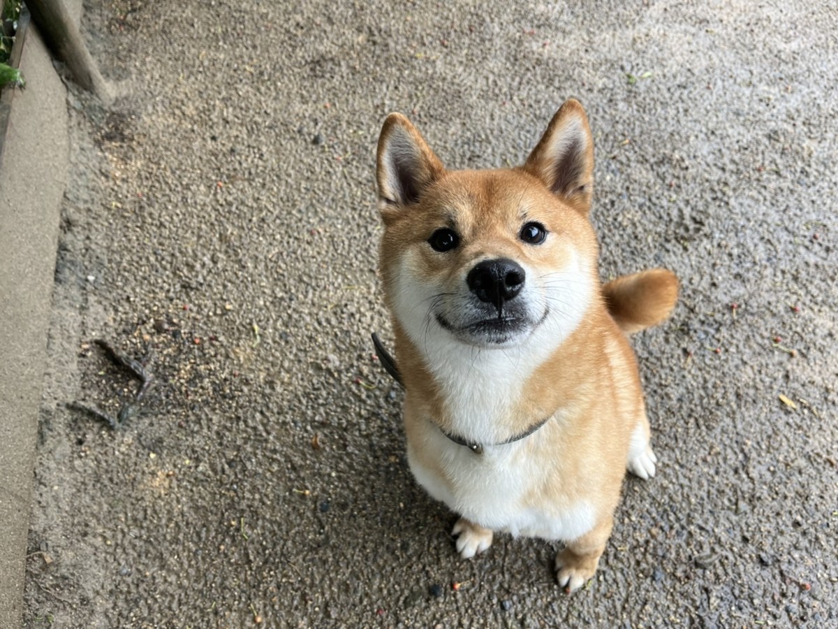 老犬ホーム大阪