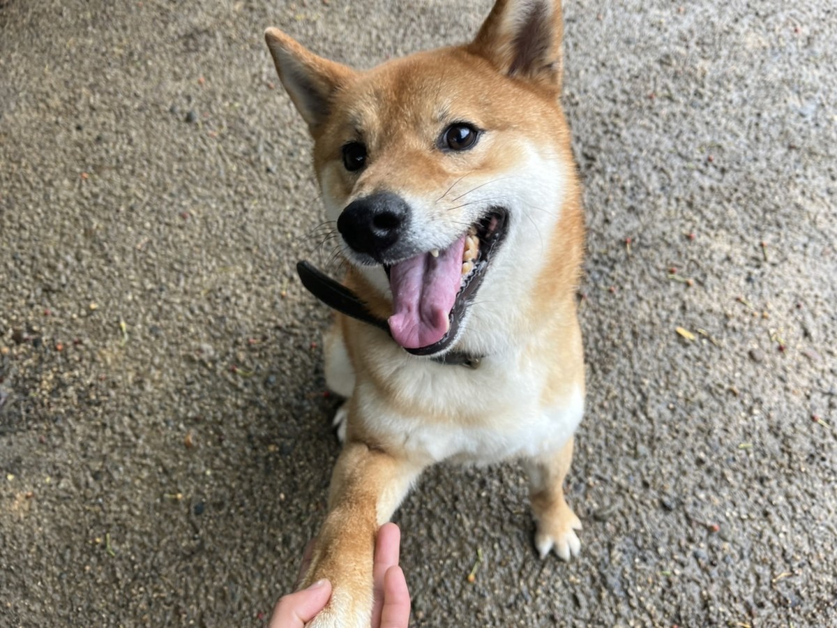京都の老犬ホーム