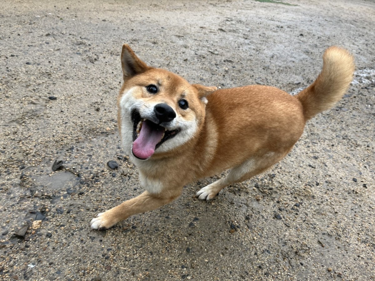 神戸の老犬ホーム