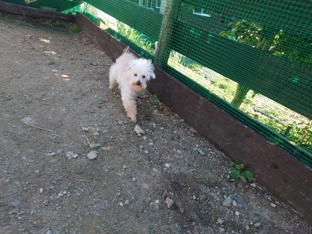 大阪の老犬ホーム