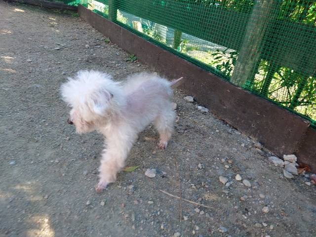 老犬ホーム大阪