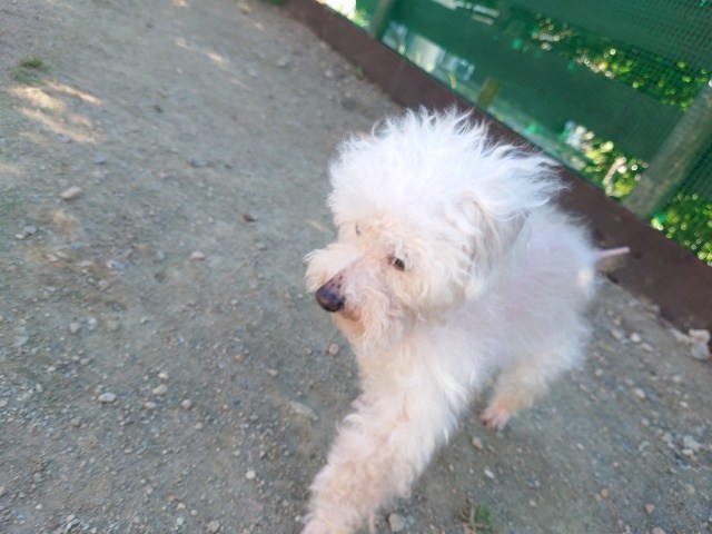 京都のドッグラン