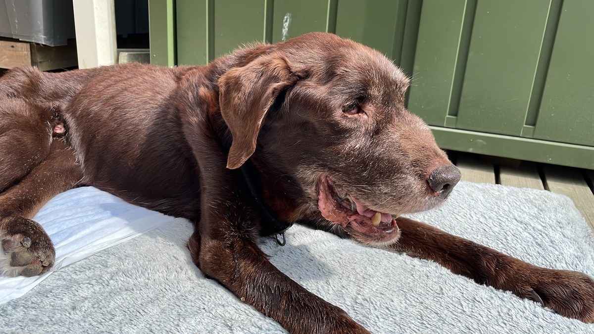 京都のドッグラン