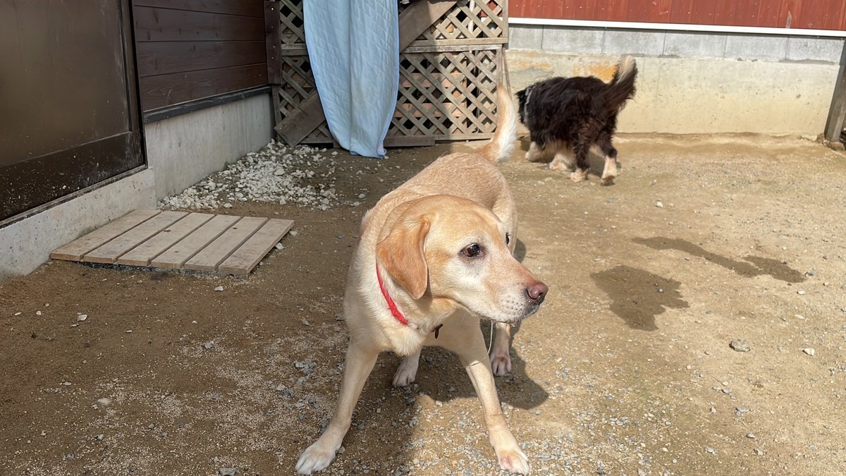 老犬家大阪