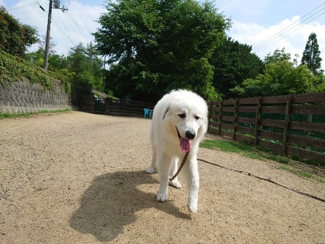 大阪の老犬ホーム