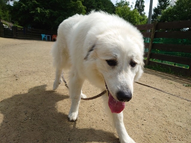 老犬ホーム大阪