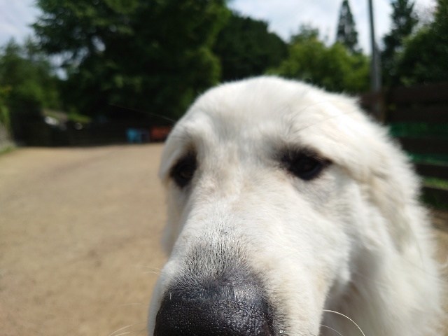 京都の老犬ホーム