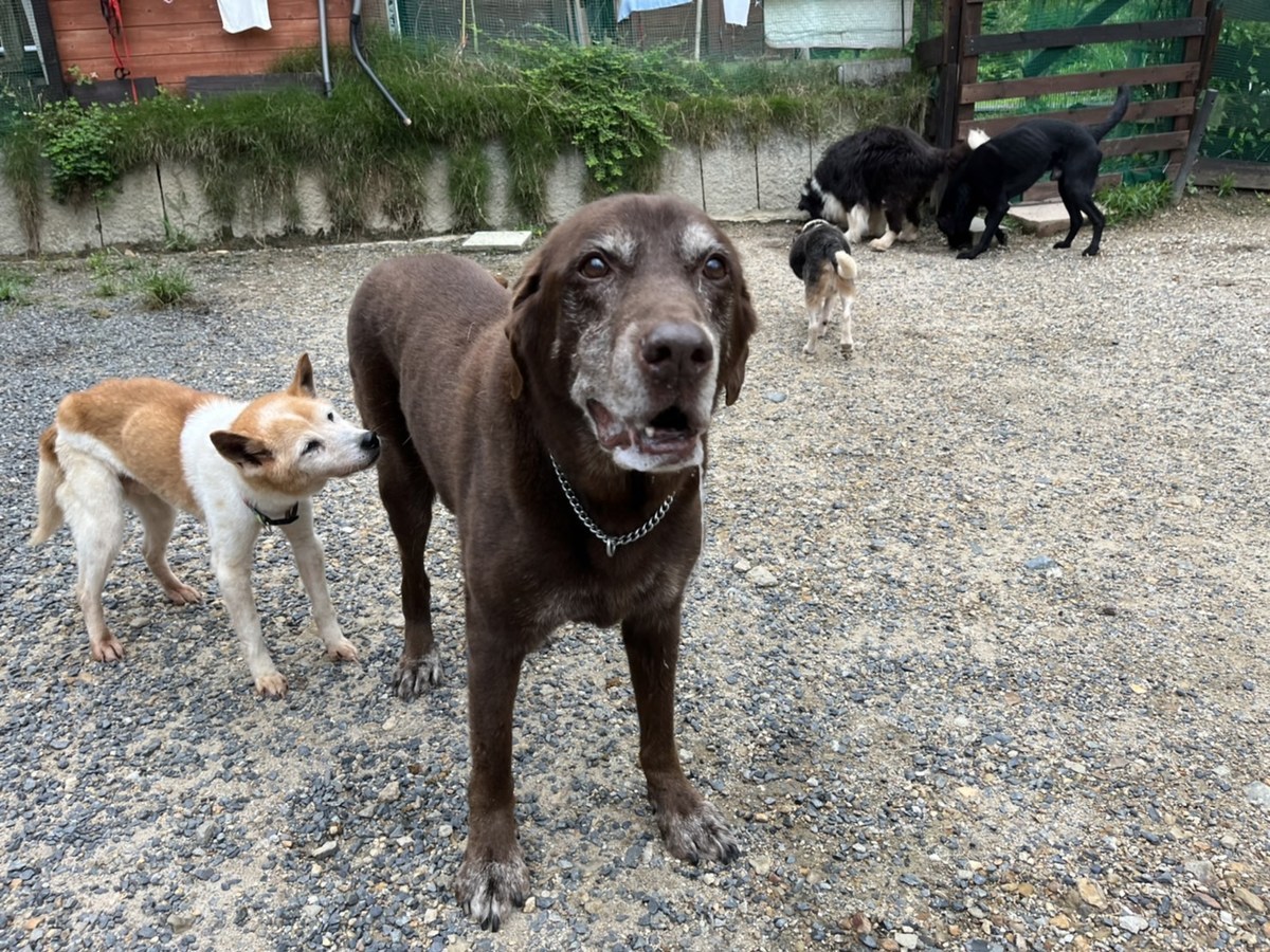 大阪の老犬ホーム