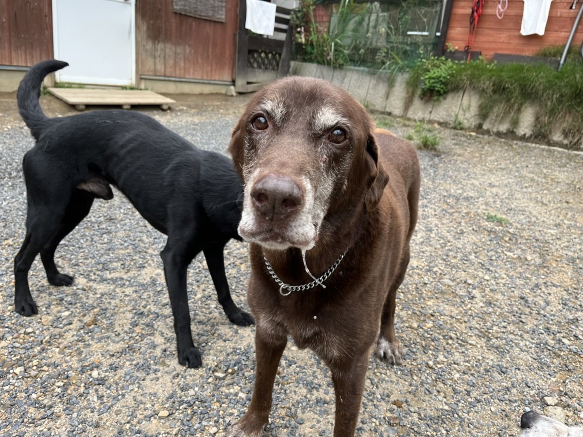大阪の老犬ホーム