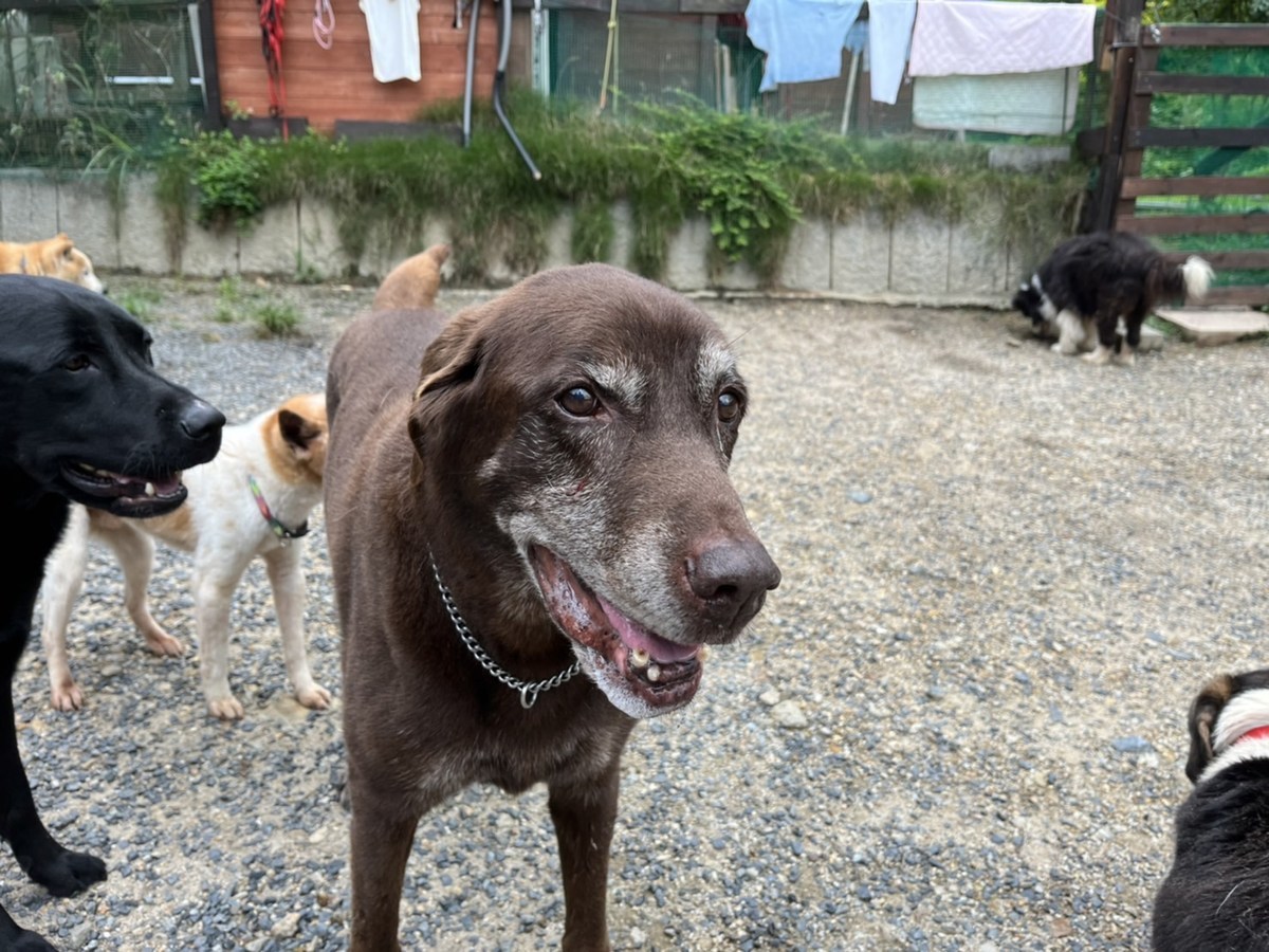 京都の老犬ホーム