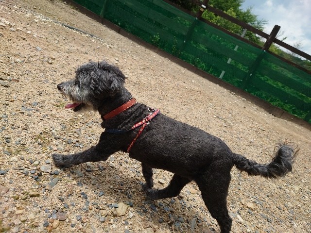 老犬ホーム大阪