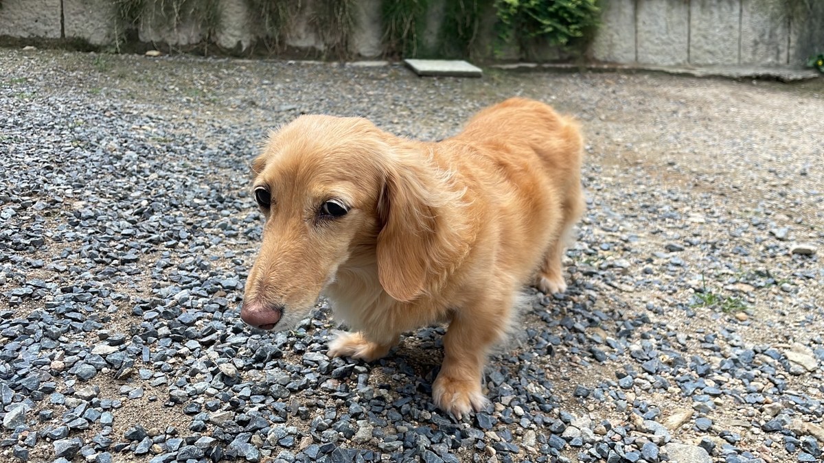老犬ホーム大阪