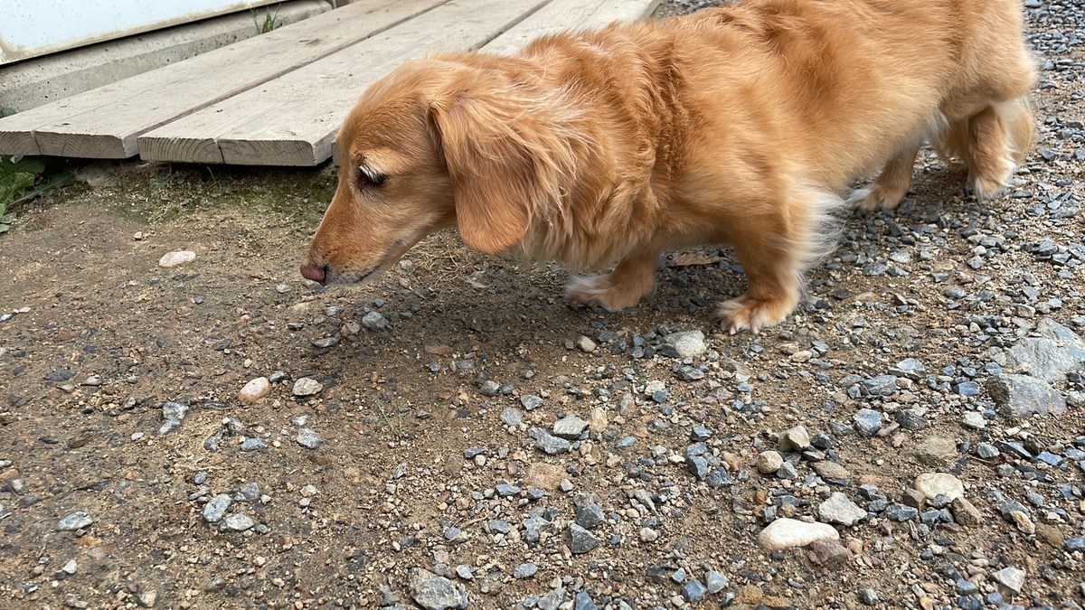 京都の老犬ホーム