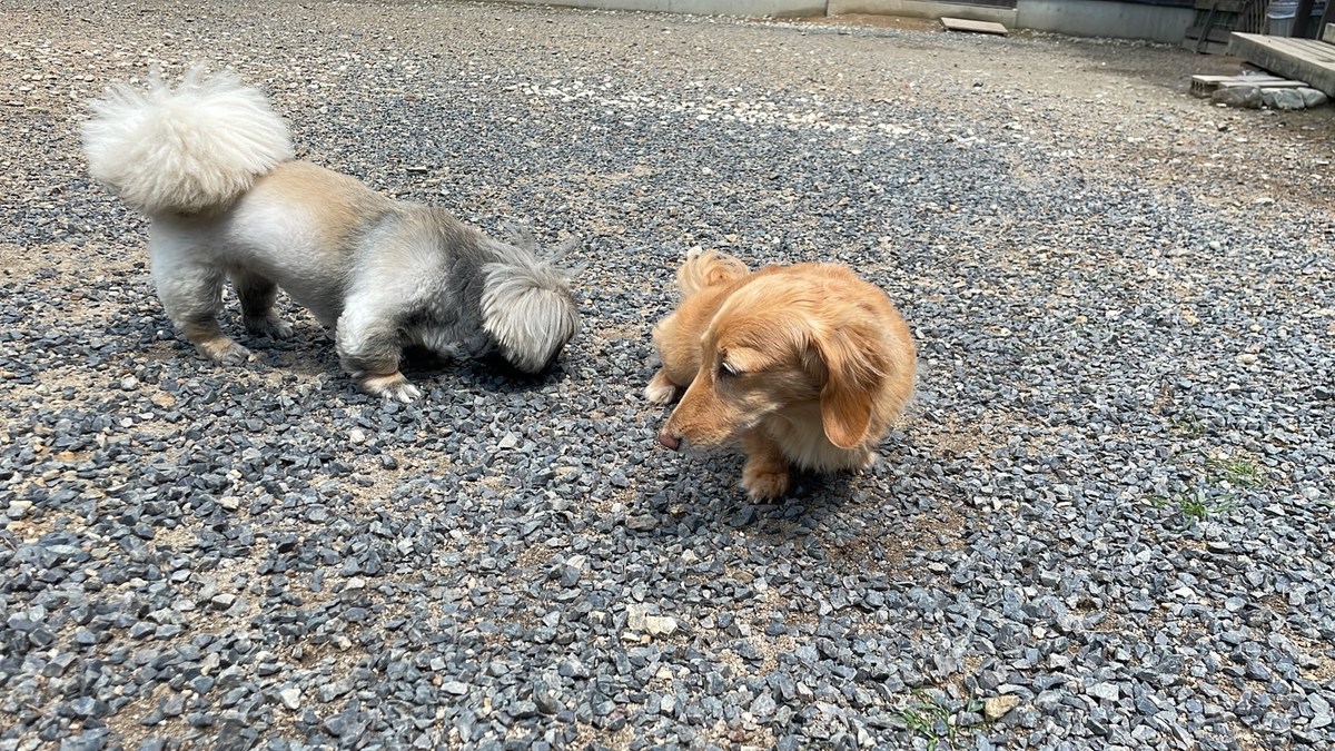 京都のドッグラン