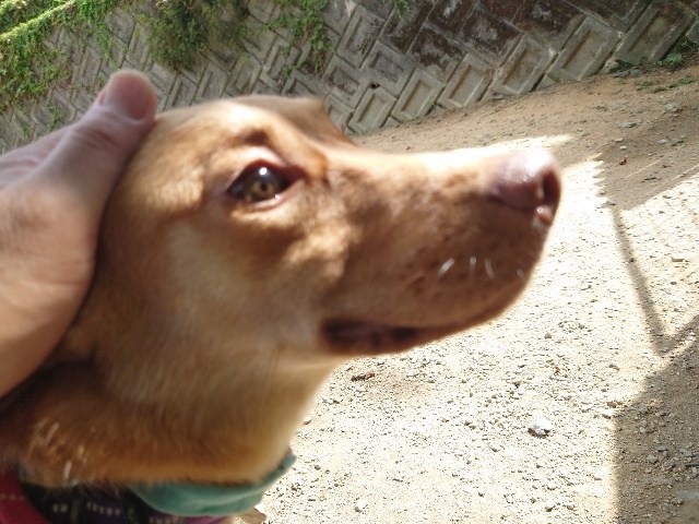 京都の老犬ホーム