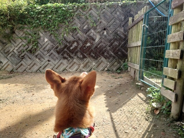 京都のドッグラン