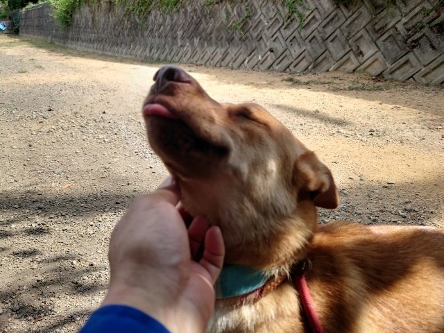 京都の老犬ホーム