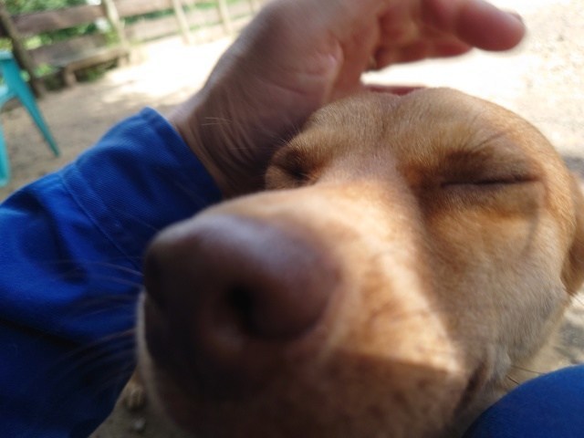 老犬