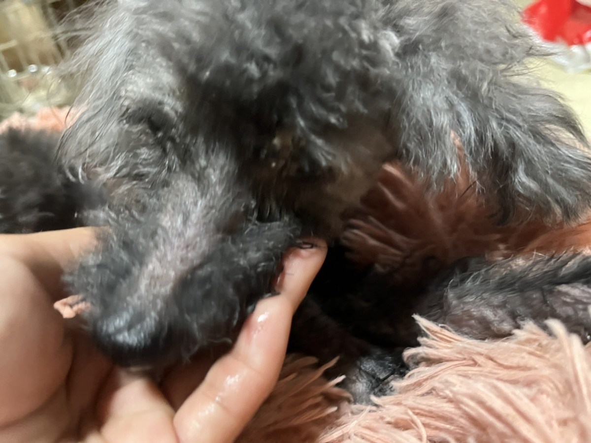 老犬ホーム大阪
