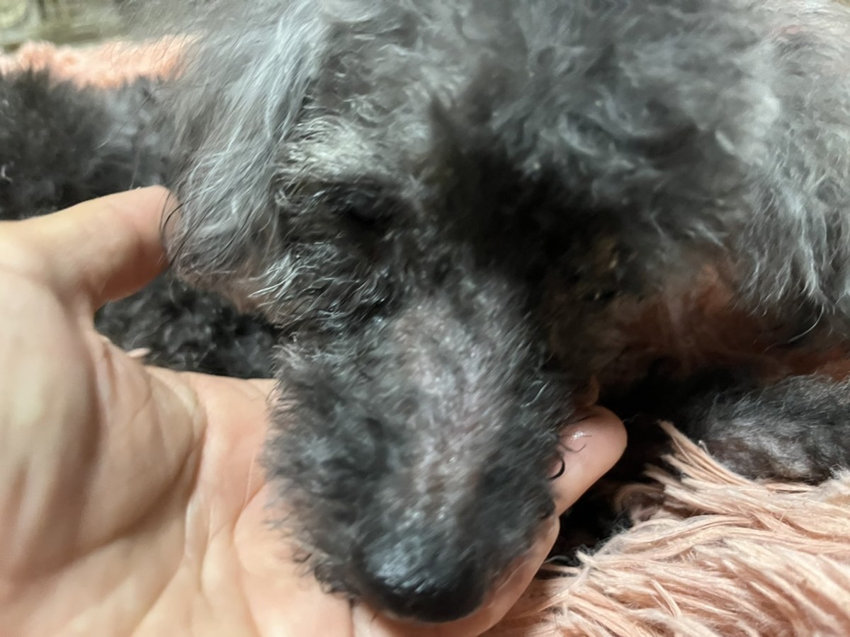 老犬