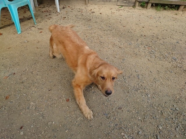 大阪の老犬ホーム