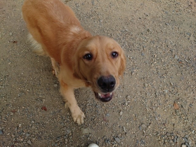 老犬ホーム大阪