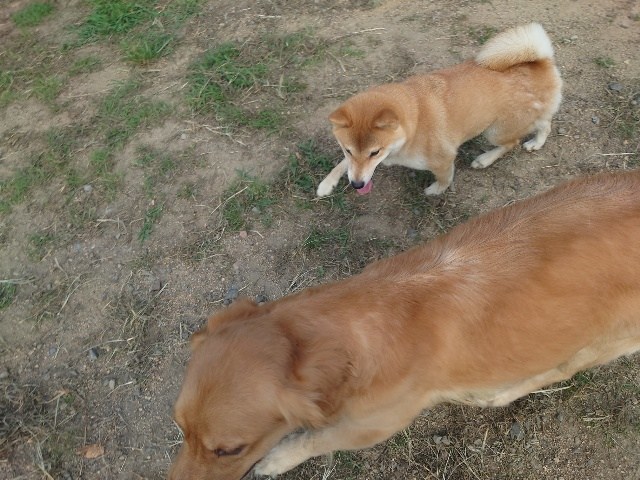 大阪の老犬ホーム