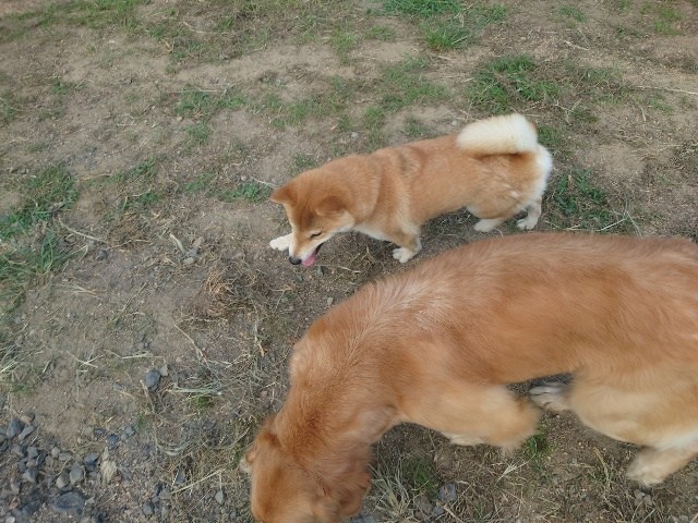 ドッグホテル京都
