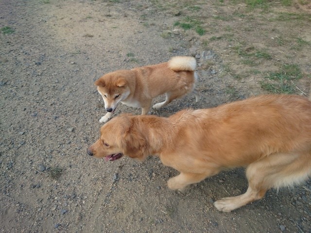 京都の老犬ホーム