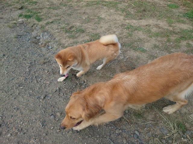 京都の老犬ホーム